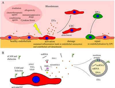 Biomarkers for Early Complications of Endothelial Origin After Allogeneic Hematopoietic Stem Cell Transplantation: Do They Have a Potential Clinical Role?